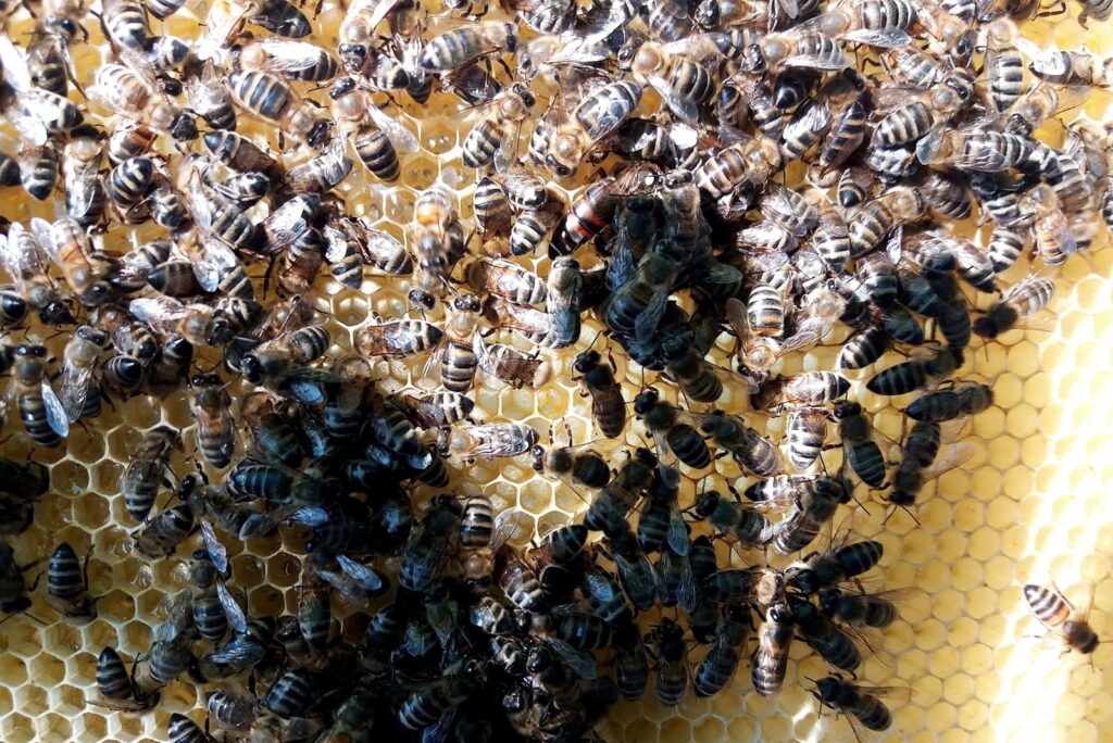 Пчелосемья строит соты